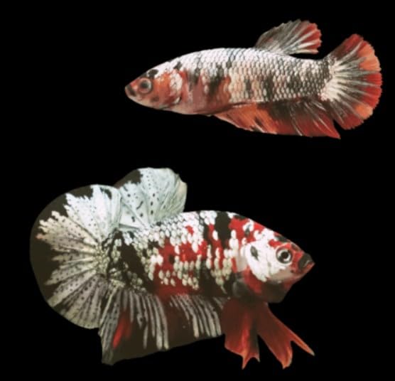 Pair of Male and Female Live Freshwater Aquarium Fish Y656