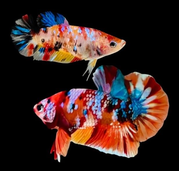 Pair of Male and Female Live Freshwater Aquarium Fish Y656