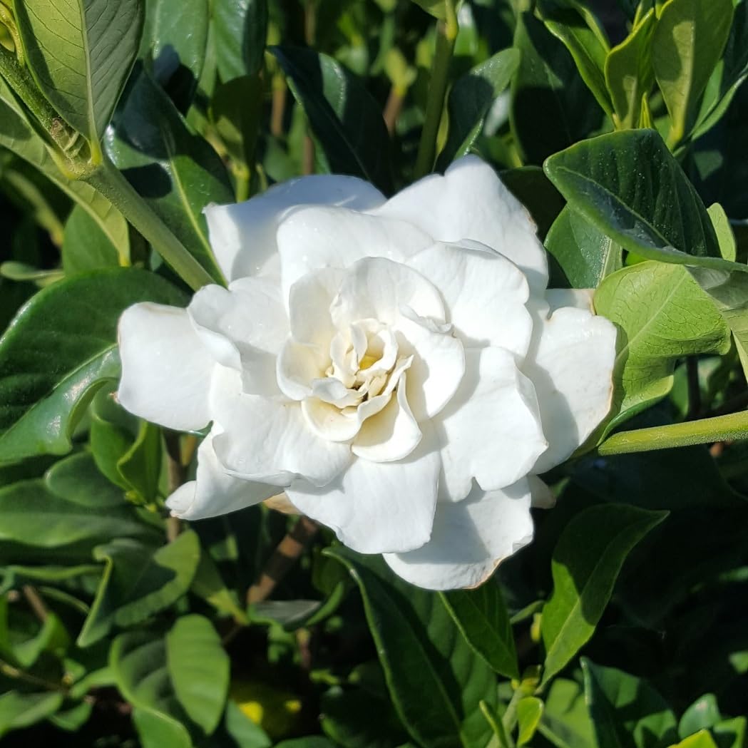 White Blooming Evergreen Shrub Live Outdoor Plant I372