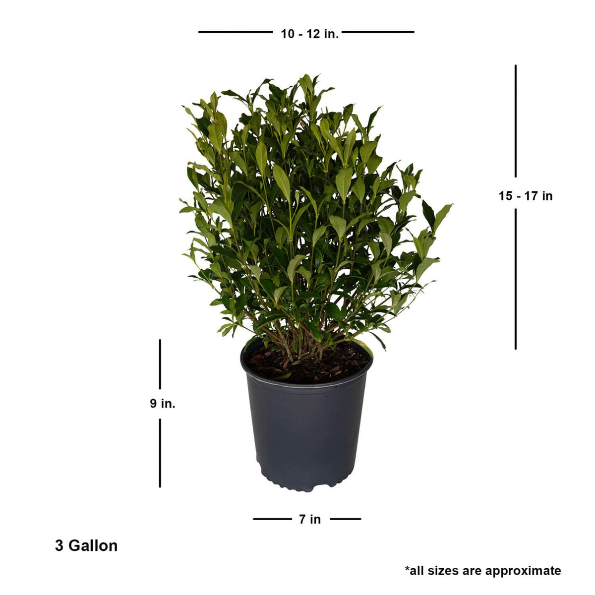 White Blooming Evergreen Shrub Live Outdoor Plant I372