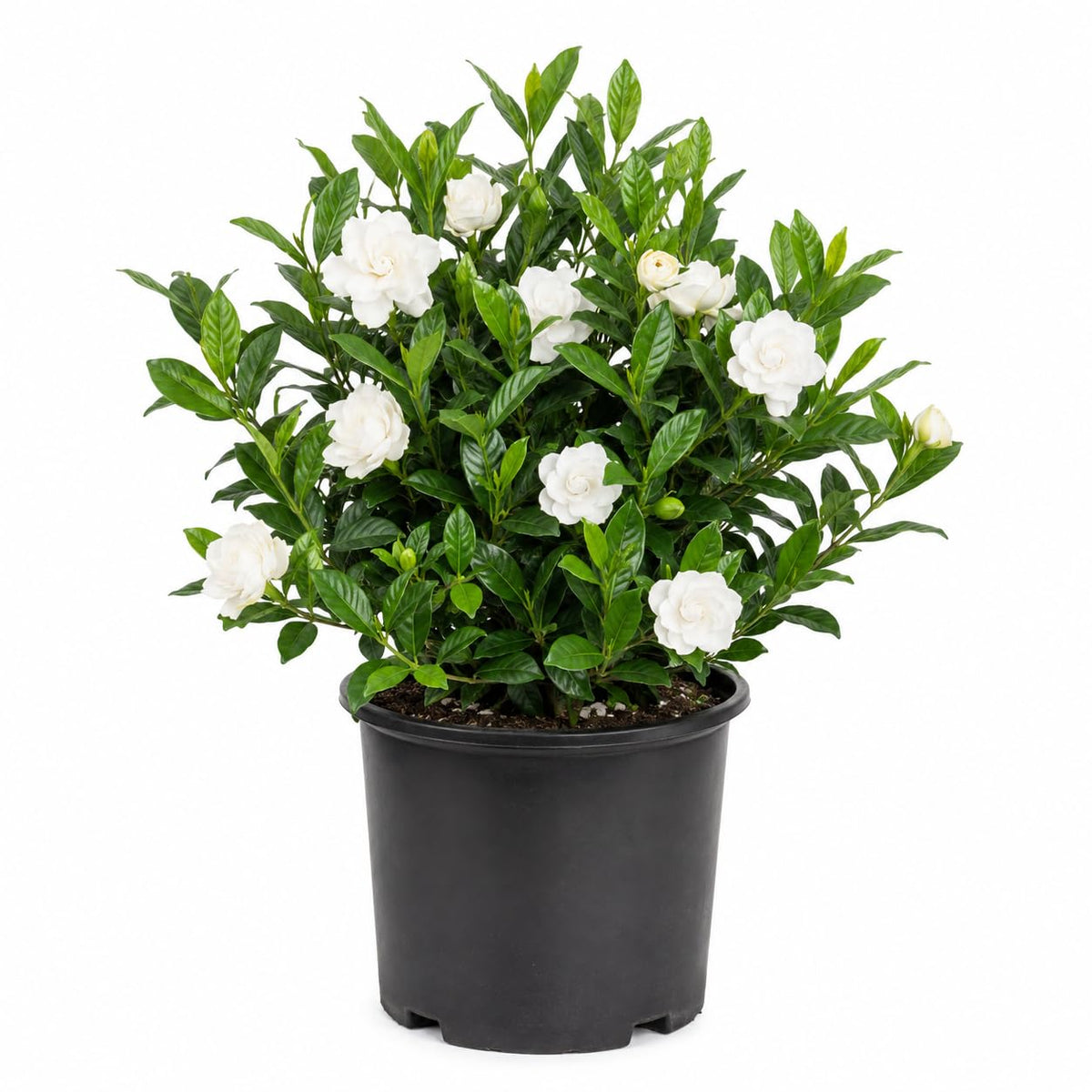 White Blooming Evergreen Shrub Live Outdoor Plant I372