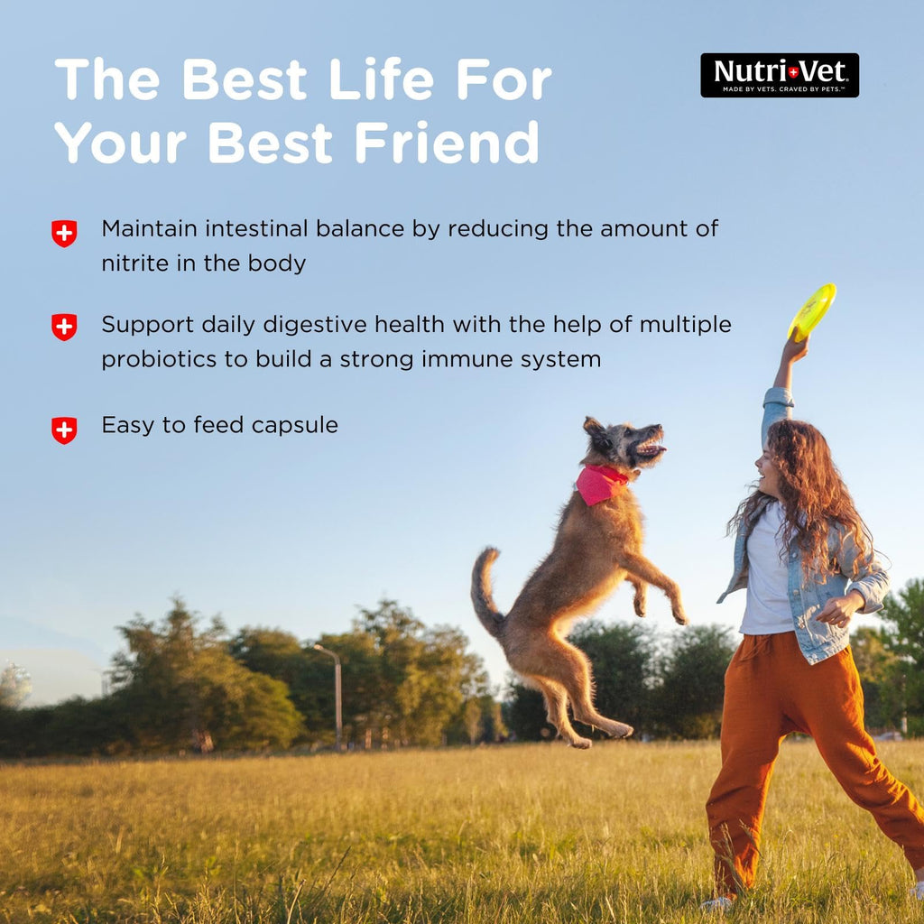 Probiotics for Dogs 60 Count R747