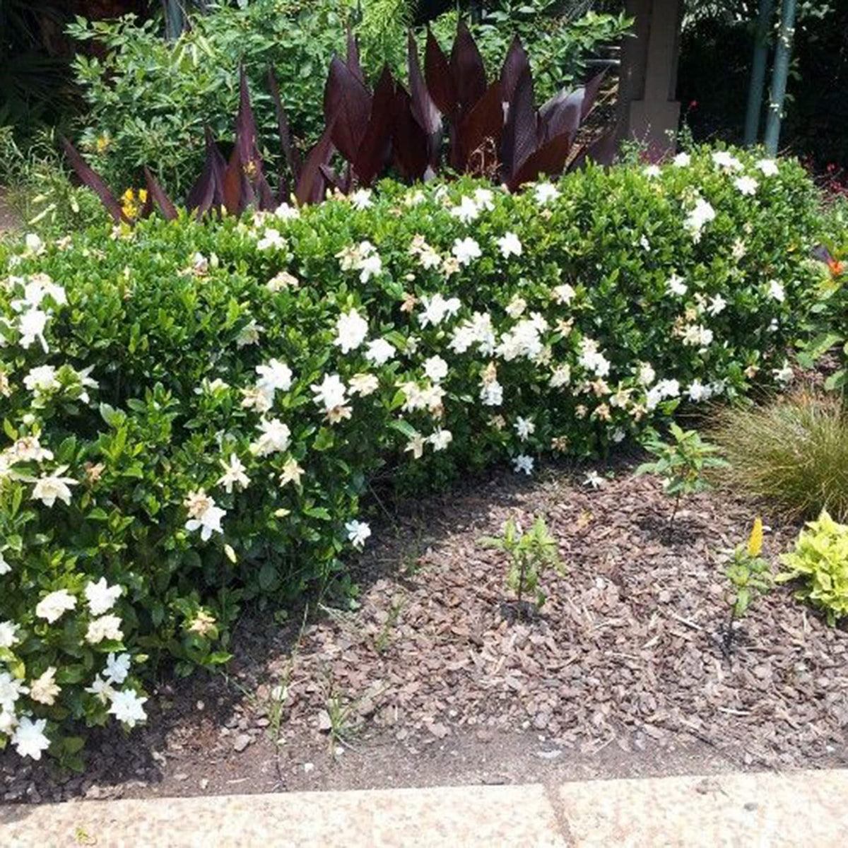 White Blooming Evergreen Shrub Live Outdoor Plant I372