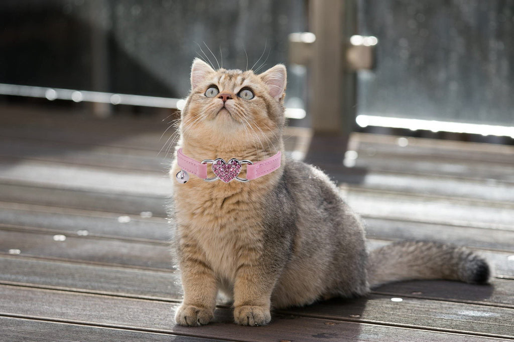 Pink Cat Collar with Safety Belt and Bell D30904