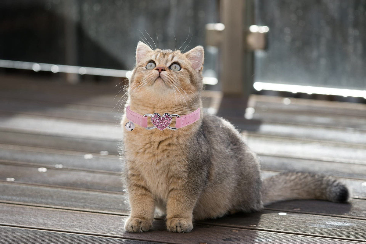 Pink Cat Collar with Safety Belt and Bell D30904
