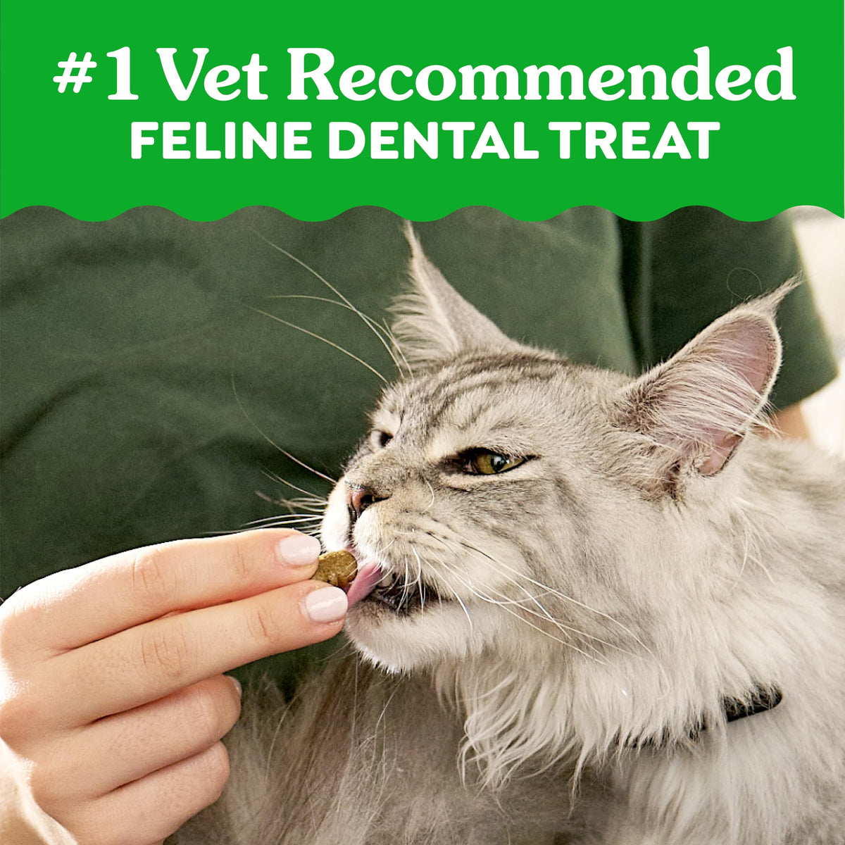 Catnip Flavor Dental Cat Treats 4.6 oz V79486